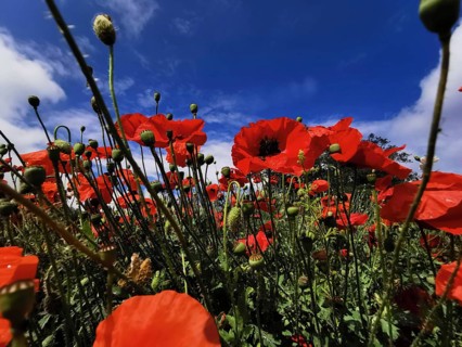 Red poppies stand out under a bright blue sky, Upper Franconia, Germany