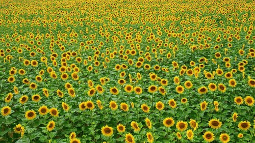 Endless expanse full of yellow sunflowers arranged in rows, Hungary