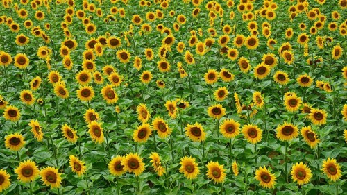 A wide field with countless yellow sunflowers leaning towards the sun, Hungary