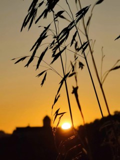 Silhouette of grass in the foreground against an orange sunset with Rosenberg fortress in the