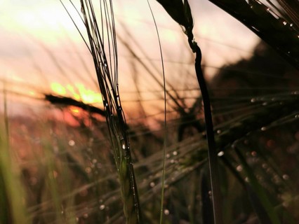 Dripping wet grasses in the foreground against a pastel sunset, Frankenwald nature park Park,
