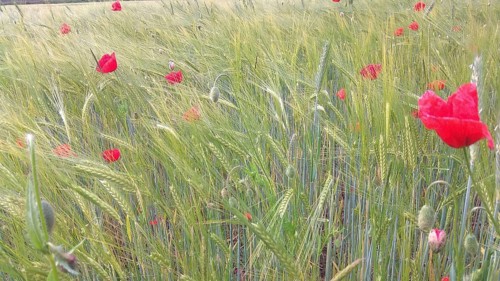 A field full of green plants with scattered red poppies on a summer day, Frankenwald nature park