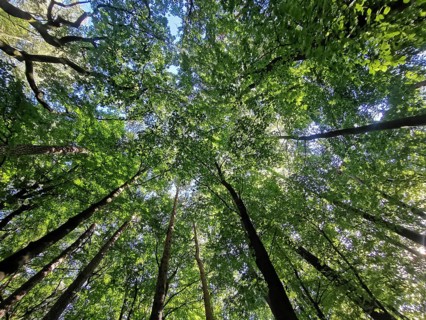 Looking up through a thick canopy of leaves in the forest with sunlight shining through,