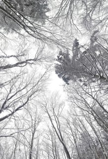 Wintery forest with snow-covered trees towering over a bright sky, Frankenwald nature park Park,