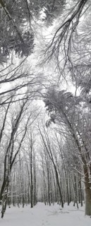 Snowy winter forest with tall bare trees and a cloudy sky, Frankenwald nature park Park, Rennsteig,