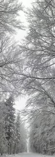 Snowy forest trail between tall, bare trees, arranged in a circle, Frankenwald nature park Park,