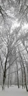 Snowy forest with tall, bare trees and a grey sky, Frankenwald nature park Park, Bavaria, Germany