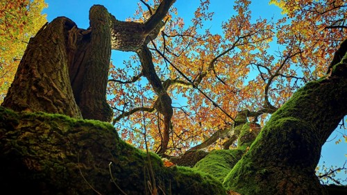 View from below of moss-covered branches and autumn leaves against a blue sky, Hainich National