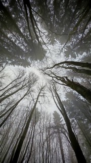 In a dense forest, the tall trees stretch out into the foggy sky, mystical and impressive,