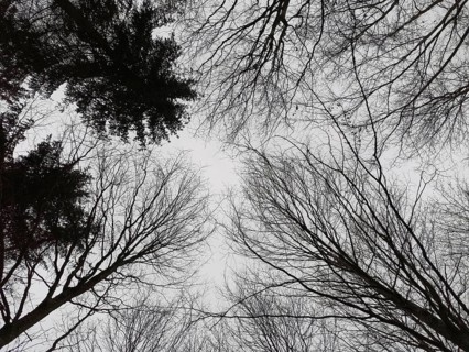 Bottom view of bare treetops against grey sky, Frankenwald nature park Park, Bavaria, Germany