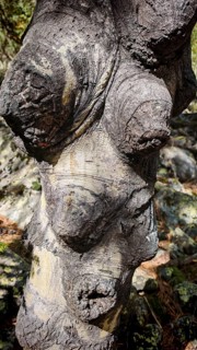 Close-up of gnarled tree bark with distinct texture and shades of gray, funny tree, face, Mestia,