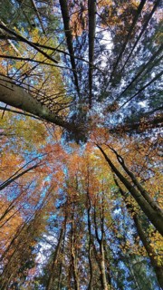 Colourful forest with blue sky views, the autumn leaves glow in yellow and orange. RennSteig,