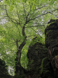 A tree grows between moss-covered rocks in a green forest, peaceful atmosphere, Franconian