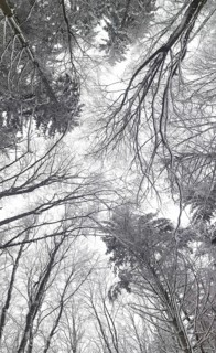 Closed forest with snowy trees rising to the sky, Frankenwald nature park Park, Bavaria, Germany