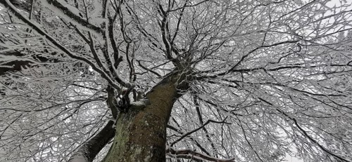 Snowy tree looking from below, branches against the winter sky, Frankenwald nature park Park,
