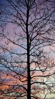 The silhouette of a tree against a purple evening sky radiates peace, Upper Franconia, Germany