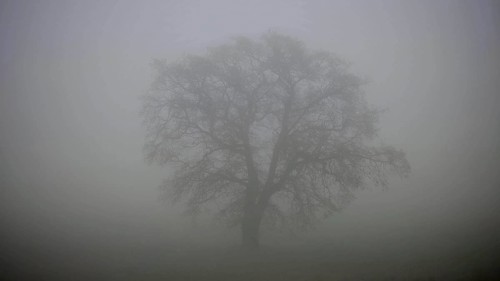 A lonely tree in thick fog creating a mystical atmosphere, Upper Franconia, Germany