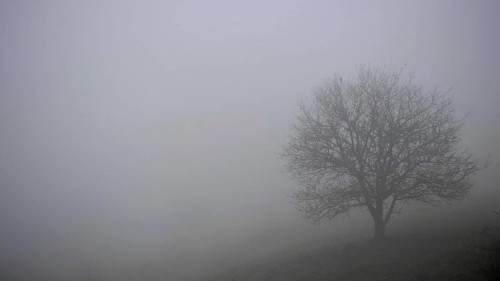A single tree stands on a hill in fog, surrounded by quiet silence, Upper Franconia, Germany