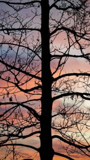 A tree in the foreground of a soft pink twilight sky conveys a calm atmosphere, Upper Franconia,
