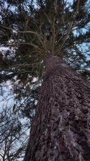 View from below of an imposing conifer against evening sky, Frankenwald nature park Park, Bavaria,