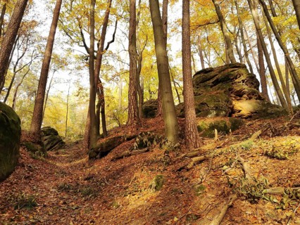 A quiet forest trail with autumn trees and rocks, covered with falling leaves, Frankenwald nature