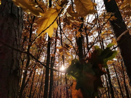 Sunlight penetrates through autumn leaves in a forest and creates a warm, golden atmosphere,