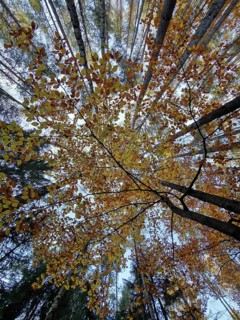 Colourful, autumnal leaves looking at the treetops from below, illuminated by sunlight, Frankenwald