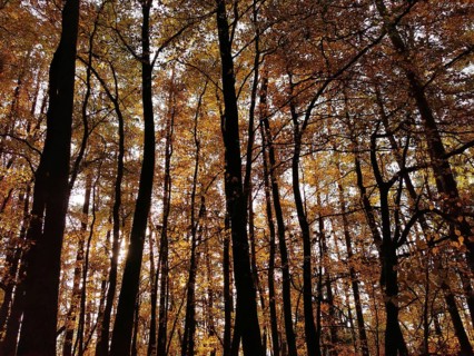 Forest with tall trees and autumnal canopy in sunlight, creating a peaceful atmosphere, Frankenwald