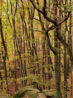 Towering trees with yellow foliage surrounded by mossy rocks in a quiet forest setting, Frankenwald