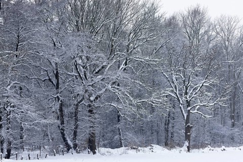 Deep snowy winter landscape with snow-covered trees on the edge of the forest, Schleswig-Holstein,