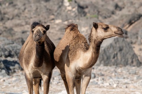 Dromedary (Camelus dromedarius), camels, Oman
