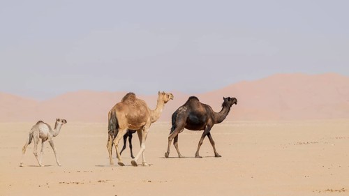 Dromedary (Camelus dromedarius), camels, in desert, Rhub al Khali, Empty Quarter, Emtpy Quarter,