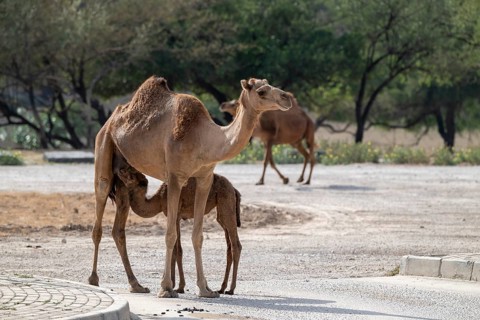 Dromedary (Camelus dromedarius), camel, young animal with mother, Oman