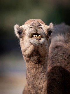 Dromedary (Camelus dromedarius), camel, portrait, Oman