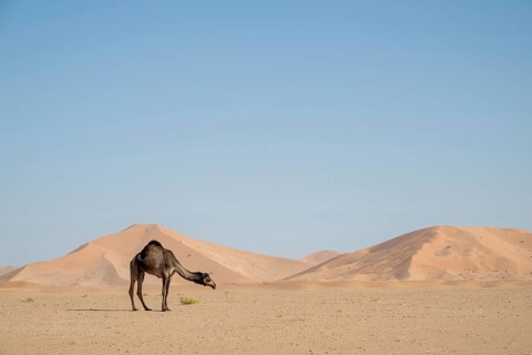Dromedary (camel) in front of sand dunes in the Rhub al Khali desert, Empty Quarter, largest sand