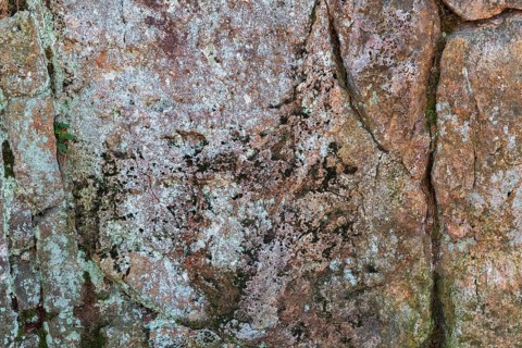 Close-up of porous outcrop rock surface covered with Lichen growth and Bryophyta - Green Moss in