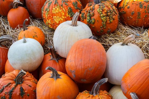 White and orange Cucurbita - Pumpkins including 'Warty Goblin' for sale in bin with yellow straw at