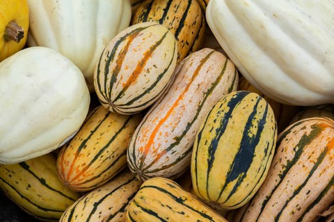 Close-up of Cucurbita pepo 'Delicata' - Squash and white pumpkins for sale in bin at outdoor market