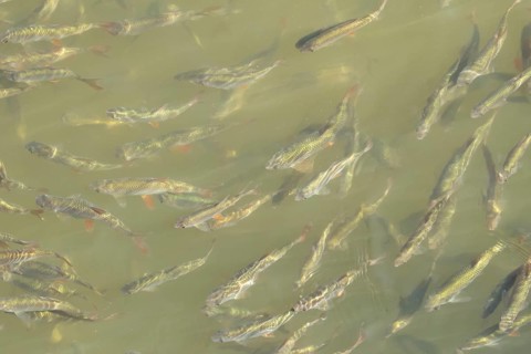 Common roach (Rutilus rutilus) adult fish in a shoal in a garden pond, England, United Kingdom