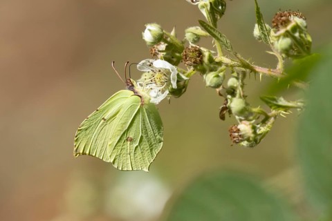 Brimstone butterfly (Gonepteryx rhamni) adult male insect feeding on a Bramble flower in summer,