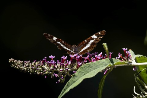 White admiral butterfly (Limenitis camilla) adult insect feeding on a garden purple Buddleja flower