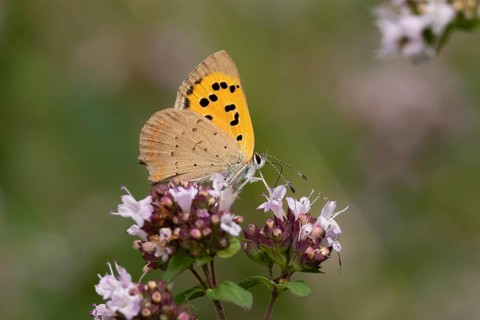 Small copper butterfly (Lycaena phlaeas) adult insect feeding on a garden purple Wild marjoram or