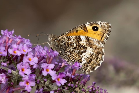 Grayling butterfly (Hipparchia semele) adult insect feeding on a garden purple Buddleja flower in