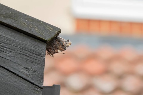 Red admiral butterfly (Vanessa atalanta) adult insect hibernating on a house roof in winter,