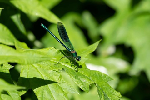 Banded demoiselle damselfly (Calopteryx splendens) adult male insect on a plant leaf in summer,