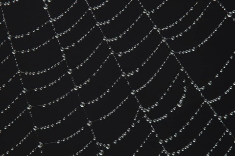 Spider web with water dew drops, England, United Kingdom