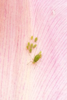 Tulip aphid or greenfly (Dysaphis tulipae) adult and nymph insects family on a garden Tulip petal