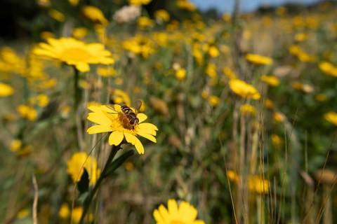 Common hoverfly (Eupeodes corollae) adult insect on a Corn marigold flower in a wildflower meadow