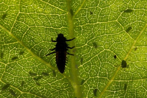 Harlequin ladybird or ladybug (Harmonia axyridis) adult insect larva and Plum aphid (Hyalopterus