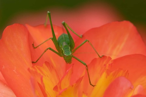 Speckled bush cricket (Leptophyes punctatissima) adult insect on a garden begonia flower in summer,